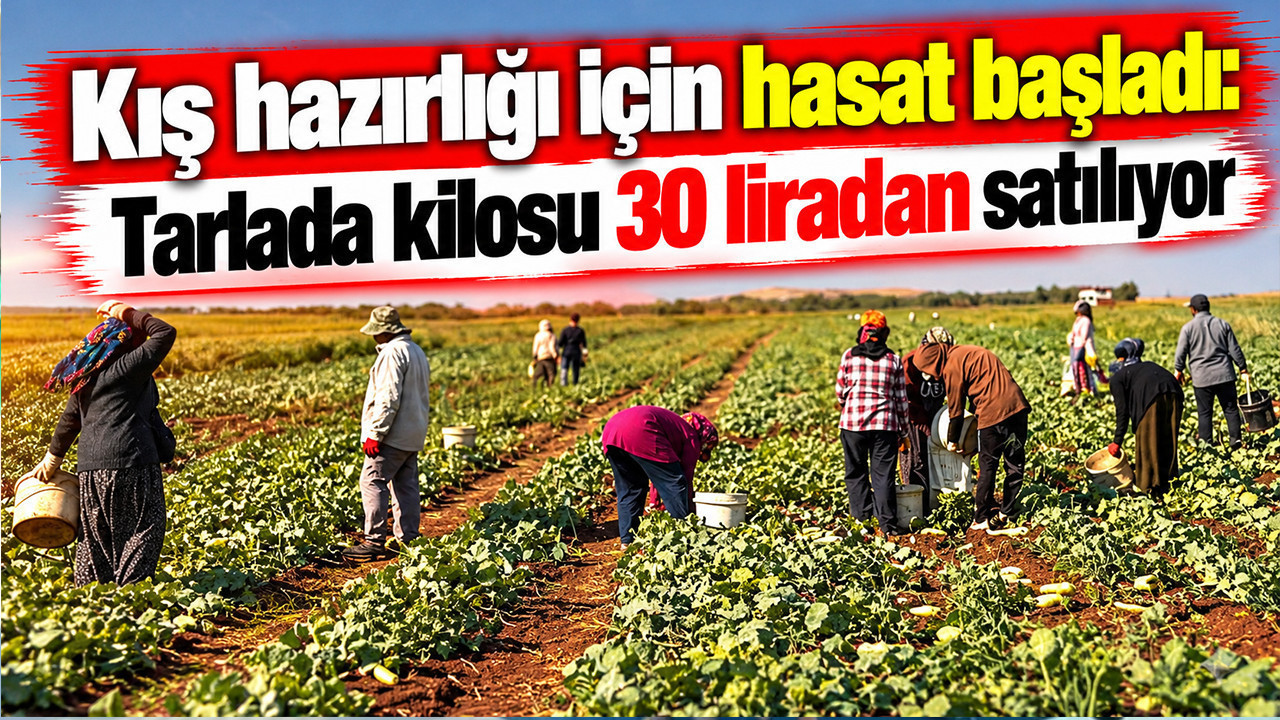 Kış hazırlığı için hasat başladı: Tarlada kilosu 30 liradan satılıyor